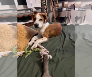 Mutt Dogs for adoption in Fenton, MO, USA