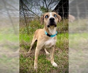Catahoula Leopard Dog-Unknown Mix Dogs for adoption in Pleasanton, TX, USA