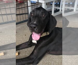 Great Dane Dogs for adoption in Palm Beach, FL, USA