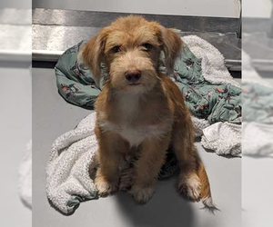Mutt Dogs for adoption in Andover, MN, USA