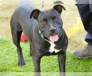 American Staffordshire Terrier Dogs for adoption in Tallahassee, FL, USA