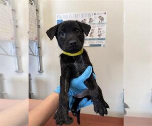 Labrador Retriever-Unknown Mix Dogs for adoption in San Antonio, TX, USA