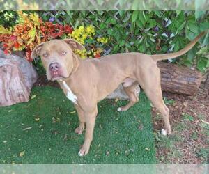 American Pit Bull Terrier Dogs for adoption in Oklahoma City, OK, USA