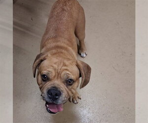 Beabull Dogs for adoption in Chula Vista, CA, USA