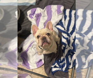 French Bulldog Dogs for adoption in Oak Bluffs, MA, USA