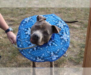 American Pit Bull Terrier Dogs for adoption in Chestertown, MD, USA