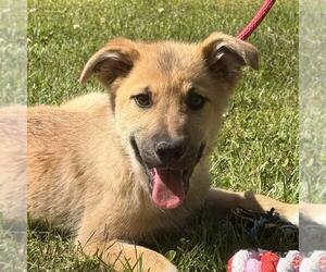 German Shepherd Dog-Great Pyrenees Mix Dogs for adoption in Yardley, PA, USA
