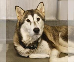 Siberian Husky-Unknown Mix Dogs for adoption in San Antonio, TX, USA