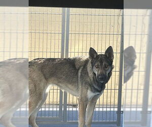 German Shepherd Dog Dogs for adoption in Downey, CA, USA