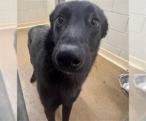 German Shepherd Dog-Unknown Mix Dogs for adoption in Anchorage, AK, USA