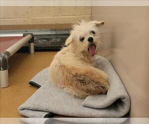 Mutt Dogs for adoption in Martinez, CA, USA