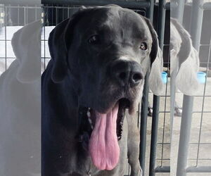 Great Dane Dogs for adoption in Palm Beach, FL, USA