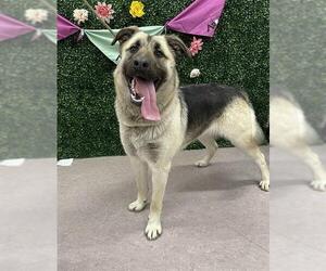 German Shepherd Dog-Unknown Mix Dogs for adoption in Grasswood, Saskatchewan, Canada