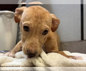 Catahoula Leopard Dog-Unknown Mix Dogs for adoption in Sanford, FL, USA