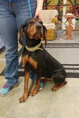 Black and Tan Coonhound Dogs for adoption in Trenton, MO, USA