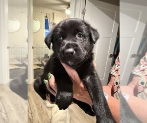 Huskies -Labrador Retriever Mix Dogs for adoption in Holly Springs, NC, USA