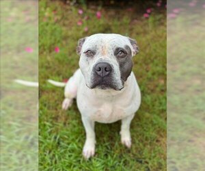 Small American Pit Bull Terrier Mix