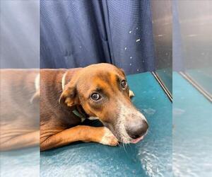 Labrador Retriever-Unknown Mix Dogs for adoption in Mobile, AL, USA