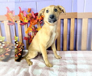 Labrador Retriever-Unknown Mix Dogs for adoption in Genesee, WI, USA