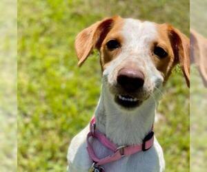 Brittany Dogs for adoption in Freeport, FL, USA