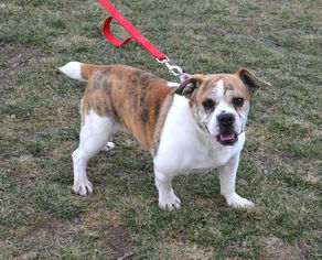 Beabull Dogs for adoption in Akron, OH, USA