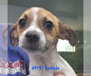 Jack Russell Terrier-Unknown Mix Dogs for adoption in Chico, CA, USA