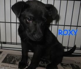 Medium Photo #1 Labrador Retriever-Unknown Mix Puppy For Sale in Toms River, NJ, USA