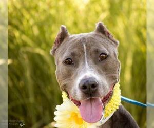  Dogs for adoption in Saint Louis, MO, USA