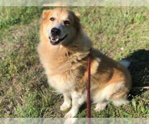 Golden Pyrenees Dogs for adoption in Sugar Land, TX, USA
