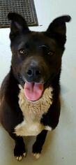 Akita-Unknown Mix Dogs for adoption in Lovingston, VA, USA