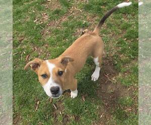 American Staffordshire Terrier-Unknown Mix Dogs for adoption in New Oxford , PA, USA