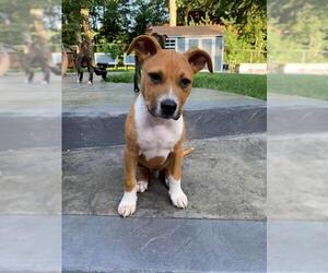 Jack Russell Terrier Dogs for adoption in pomfret, CT, USA