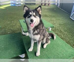 Siberian Husky Dogs for adoption in Pasadena, CA, USA