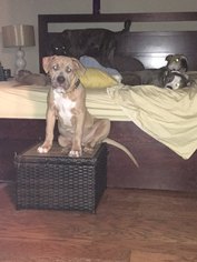American Bulldog Dogs for adoption in Spotsylvania, VA, USA