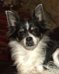 Pomeranian Dogs for adoption in Abilene, TX, USA