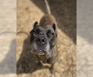 Presa Canario Dogs for adoption in London, Ontario, Canada