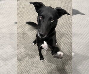 Collie-Labrador Retriever Mix Dogs for adoption in Bellevue, WA, USA