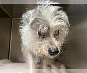 Mutt Dogs for adoption in Pasadena, CA, USA