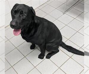 Labrador Retriever Dogs for adoption in Canfield, OH, USA
