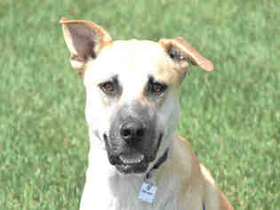 Anatolian Shepherd Dogs for adoption in Fort Collins, CO, USA