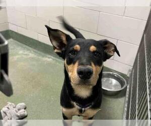 Rottweiler Dogs for adoption in Santa Fe, NM, USA