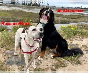Bernese Mountain Dog Dogs for adoption in Los Angeles, CA, USA