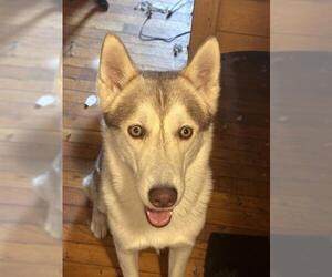 Huskies -Unknown Mix Dogs for adoption in San Antonio, TX, USA