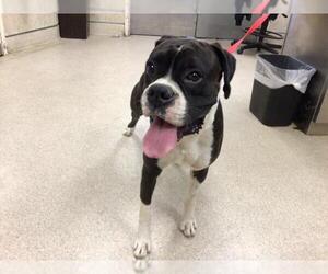 Boxer Dogs for adoption in Riverside, CA, USA