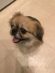 Pekingese Dogs for adoption in Forest Lake, MN, USA