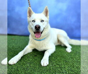 Siberian Husky Dogs for adoption in Long Beach, CA, USA
