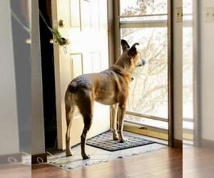 Australian Shepherd-German Shepherd Dog Mix Dogs for adoption in Lincoln, NE, USA