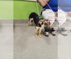 German Shepherd Dog Dogs for adoption in Louisville, KY, USA