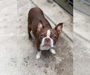 Boston Terrier Dogs for adoption in Buffalo, NY, USA