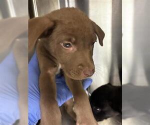Labrador Retriever Dogs for adoption in Houston, TX, USA